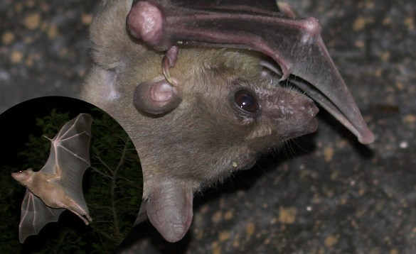 Forbud mod at fange og spise flagermus skal reducere smitte af det frygtede ebola-virus. Foto: NaturGrafik/ Zobarby, Wikimedia.