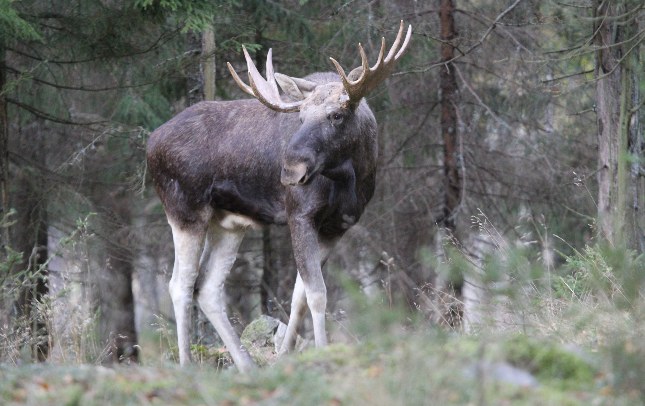 Elgen er tilbage i Danmark. I første omgang fem kalve, men to tyre og tre elgkøer følger. Pressefoto.