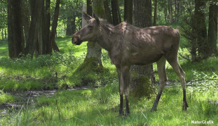Elgen er på vej tilbage som naturplejer i Danmark efter 5000 års fravær.