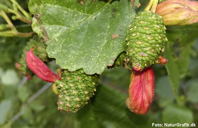 Røde tunge-galler på rødel.