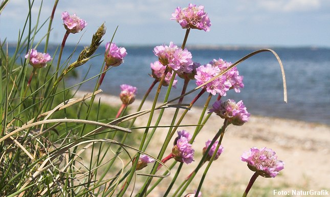 det latinske maritima betyder "ved havet". Netop kystnære strandenge er et yndet voksested for planten.