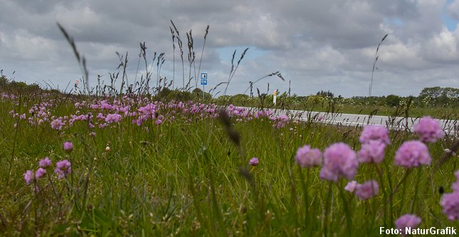 Hvor saltet ødelægger vækstforholdene for de fleste planter har engelskgræs tilpasset sig et liv med salt og trives derfor langs de saltede vejrabatter.