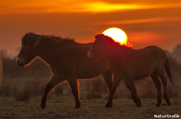 To exmoorponyer i solnedgang. Hestene har klaret sig selv på øen siden 2010.