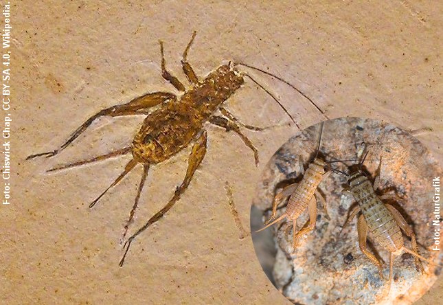 Fossil af fårekylling, der er flere millioner år gammelt. Til højre en nutidig fårekylling. Ligheden er slående. Foto: Foto: Chiswick Chap, CC BY-SA 4.0, Wikipedia og NaturGrafik.dk.