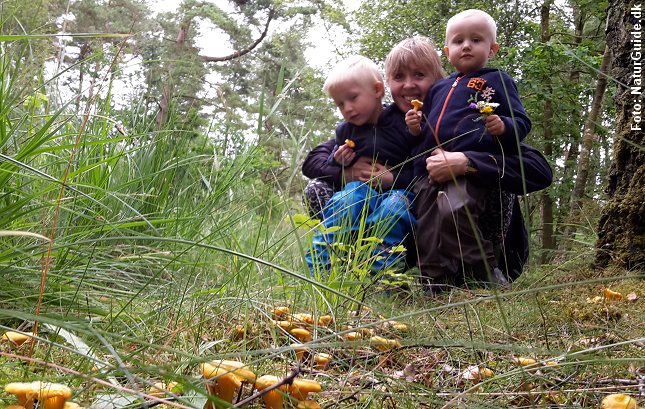 Indbyder sommervejret ikke til strandture kan man tage på skattejagt i skoven efter kantareller - skovens guld.
