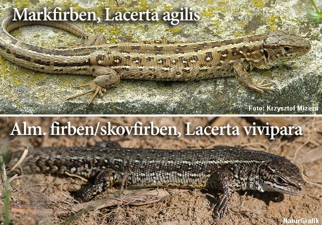 Danmarks to arter af firben.