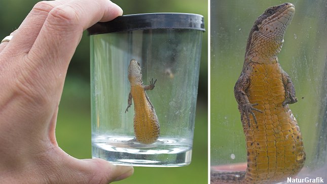 Firbenets underside ses sjældent, men kan have en smuk orangegul farve.