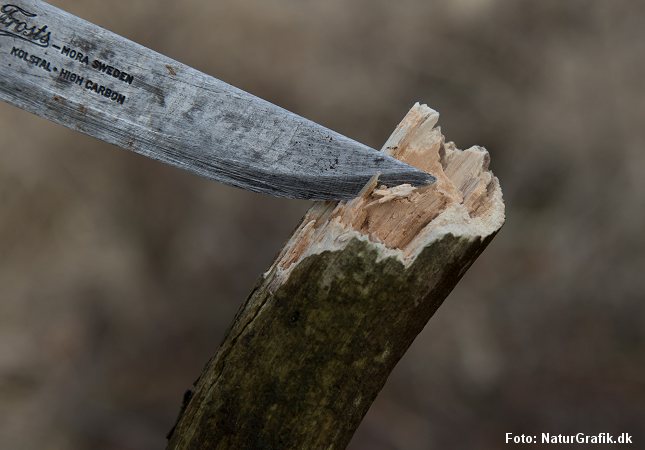 Denne pind var regnvåd på ydersiden, men da jeg brækkede den over var den knastør på indersiden. Det inderste, trøskede kernetræ var her ideelt til brændsel.