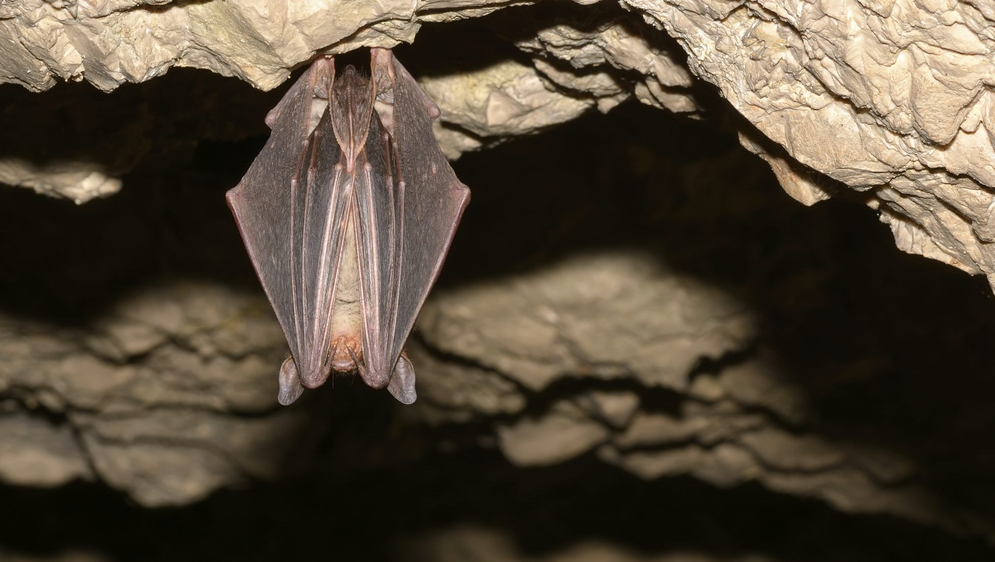 En Af Europas St rste Flagermus Fundet I Danmark Naturmagasinet en-af-europas-st-rste-flagermus-fundet-i-danmark-naturmagasinet