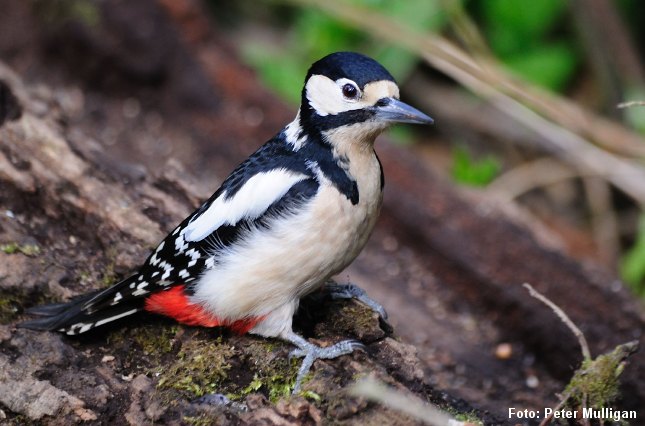 Stor flagspætte. Foto: Peter Mulligan, Wikipedia.