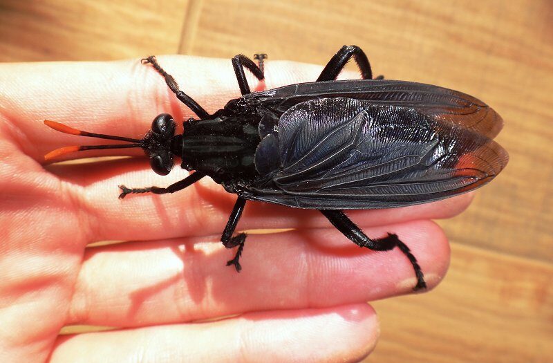 Verdens største flue