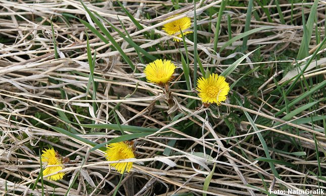 Følfod er en af forårets tidligste blomster.