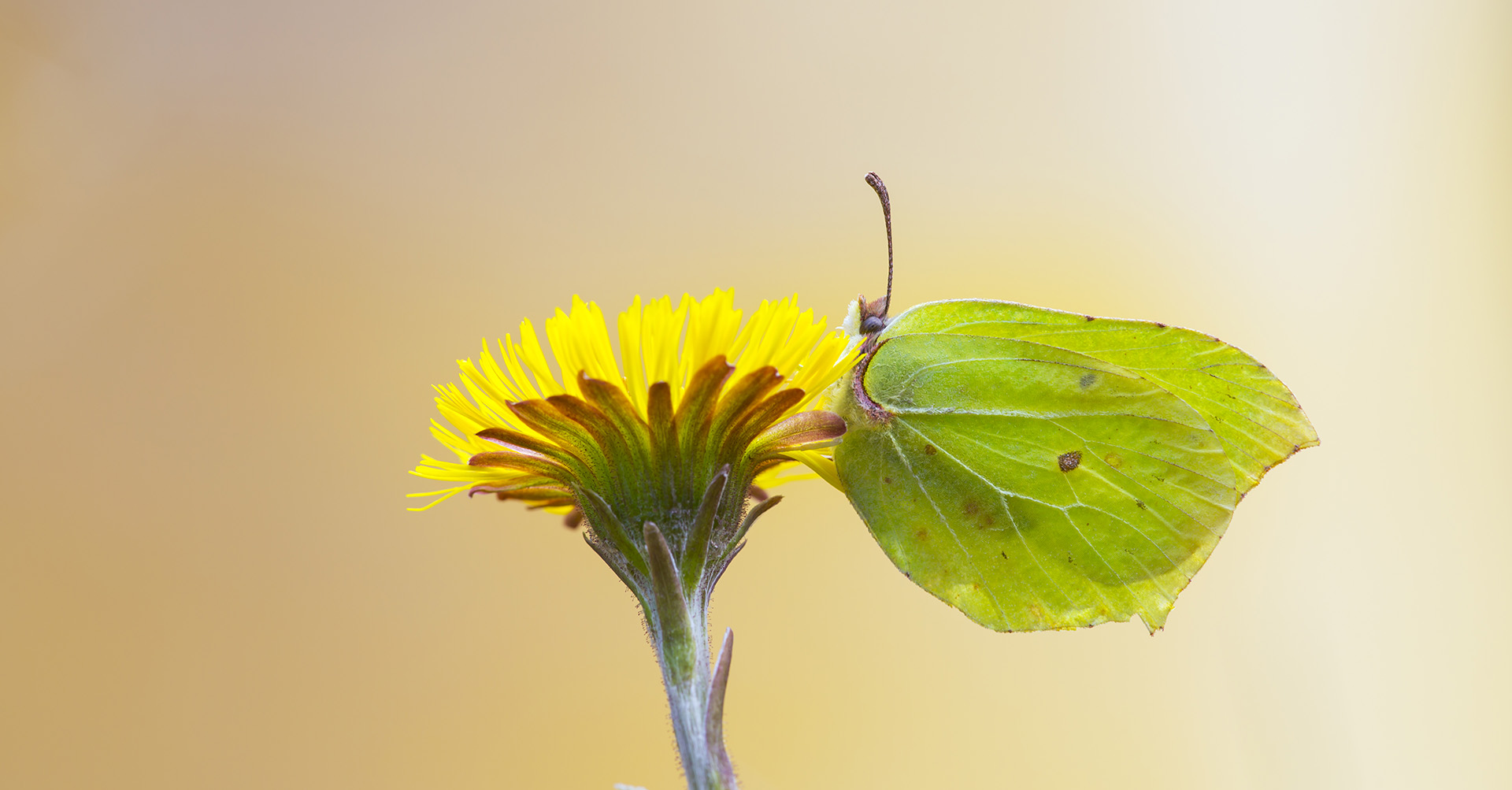 Følfod – en rigtig forårsbebuder - Naturmagasinet