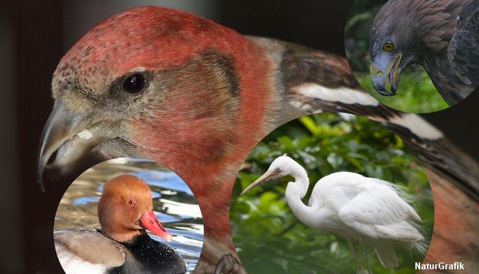 En stor fugletælling viser at der er kommet 8 nye fuglearter til landet. Foto viser hvidvinget korsnæb, rødhovedet and, sølvhejre og kongeørn.