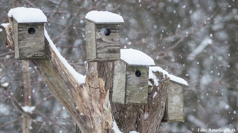 Fuglekasser om vinteren