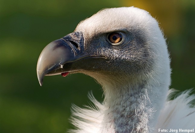 Op til 34 gåsegribbe i luften over Nordjylland. Foto: Jörg Hempel, Wikipedia.