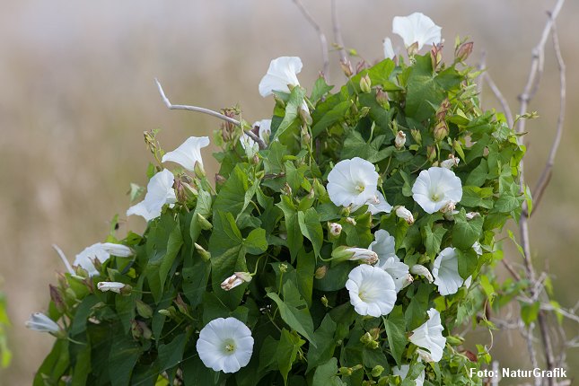 Gærdesnerlen blomstrer med store, tragtformede blomster.