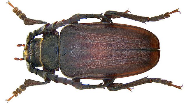 Foto: Udo Schmidt, Wikimedia.