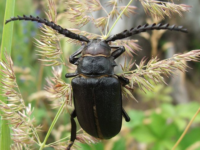 Garveren - en af Europas mest massive biller. Foto: Pipi69e, Wikimedia Commons.