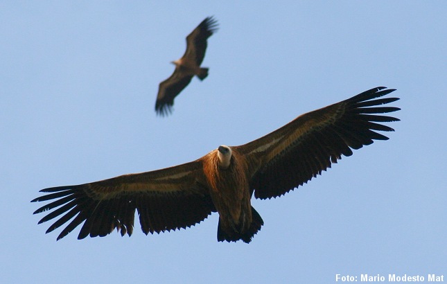 Dette syn kunne i dag opleves over Nordjylland. Foto: Mario modesto, CC BY-SA 3.0.