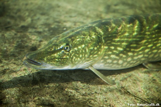 Der er for få store gedder som denne. Det vil Naturstyrelsen lave om på ved at give geddeynglen bedre skjulesteder.