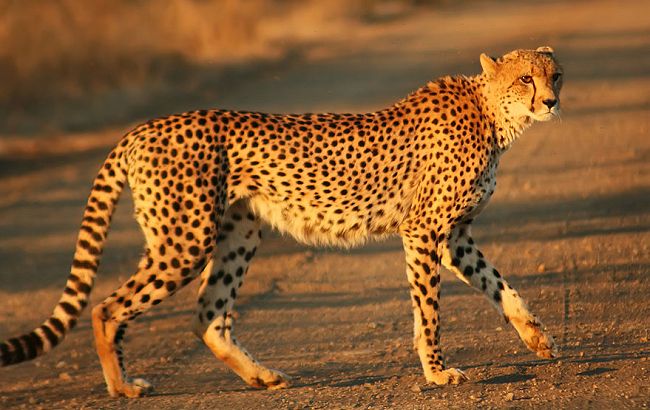 Geparden løber langsommere end hidtil troet viser nye undersøgelser fra et engelsk naturprogram. Foto: Mukul2u, Wikimedia.