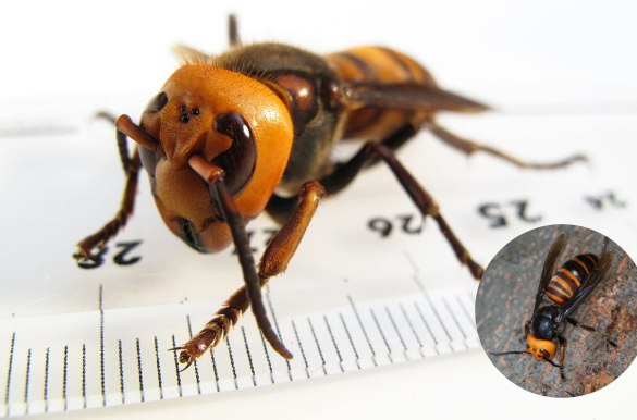 Den asiatiske kæmpe-gedehams kan nå et vingefang på 7 cm og er verdens største gedehams. Foto: Yasunori Koide og Alpsdake, Wikimedia.
