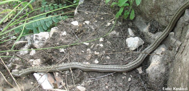 Glatsnogen kan flygtigt minde om en hugorm, men har ikke hugormens klassiske zigzag-rygmønster. Foto: Koskoci, Wikipedia.