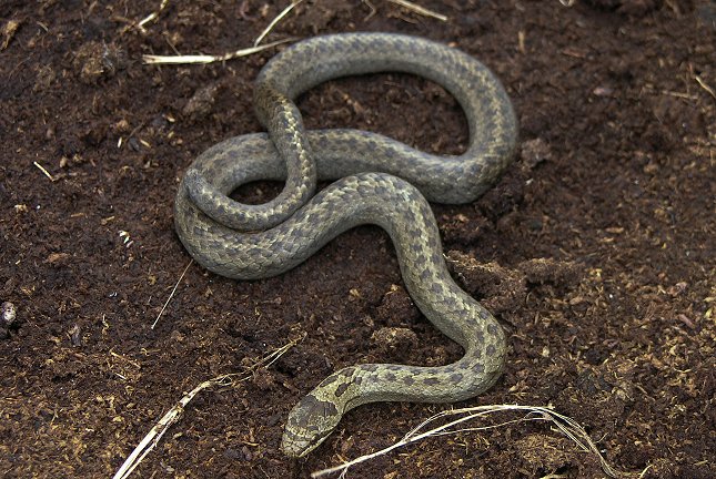 Glatsnogen lever skjult og undgår mennesker. Pressefoto/Naturhistorisk Museum.