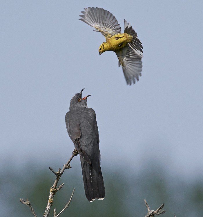 Gøgen er ikke populær hos alle.