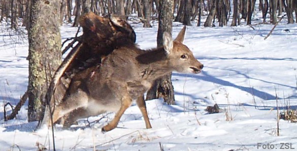 Foto og copyright: Dr. Linda Kerley, Zoological Society of London.