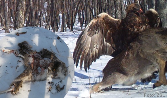 Foto: Dr. Linda Kerley, Zoological Society of London.