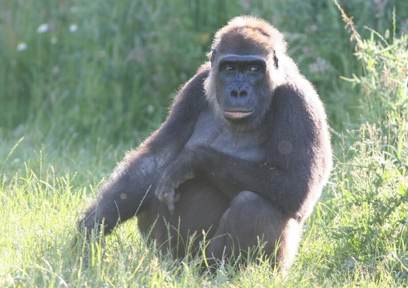 Gorilla
