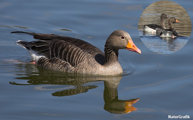 Grågæs holder sammen i par indtil den ene dør.