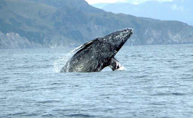 Gråhvalen rejser flere tusinde km hvert år. GPS-måling afslører ny rejse-rekord! Foto: Merril Gosho, NOAA.