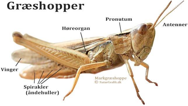 graeshoppe_grafik