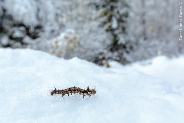 graesspinder_vinter