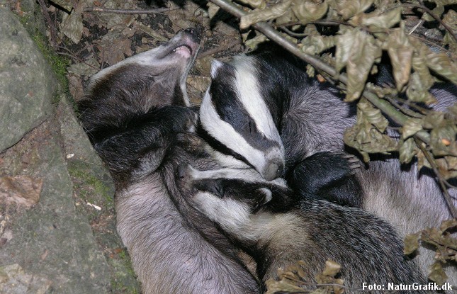 Grævlingen sover gerne vintersøvn, men går ikke i dvale.