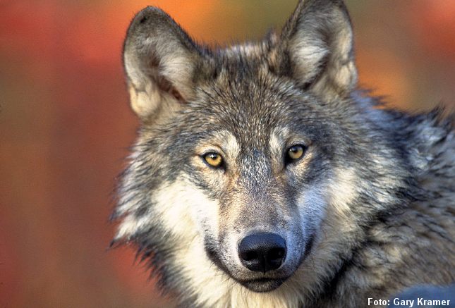 gray_wolf