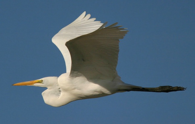 great_egret