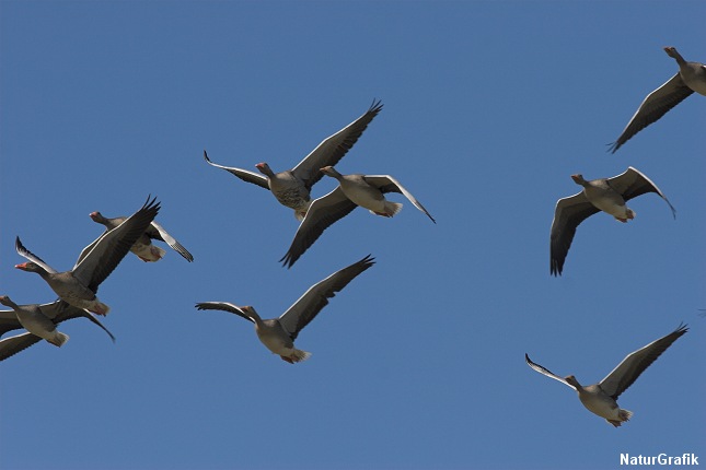 De fleste grågæs ankommer i løbet af februar fra bl.a. Spanien. Til efteråret trækker hovedparten syd på igen. Foto: NaturGrafik.