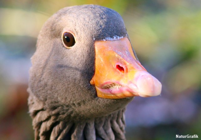 Måske burde grågåsen i stedet hedde "orangenæbbet gås" eller "sølvgås"? Foto: NaturGrafik.