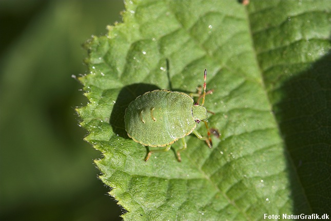 Grøn bredtæge. Navnene tæger og flåter bruges ofte i flæng, men de to grupper er vidt forskellige.