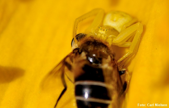 Her har den samme art, Kamæleonedderkoppen, klædt sig i gult og overrasket en svirreflue. Foto: Carl Nielsen.