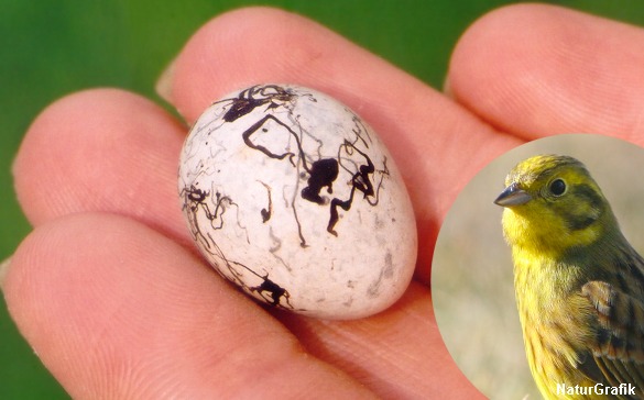 Gulspurven er en sand abstrakt kunstner når det kommer til æg-dekorering.
