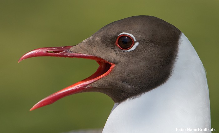 Hættemåge