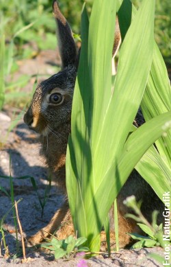 hare_have_2