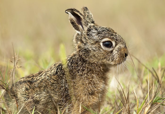 Harekilling