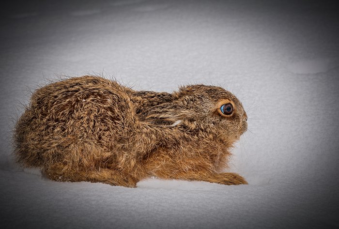harekilling