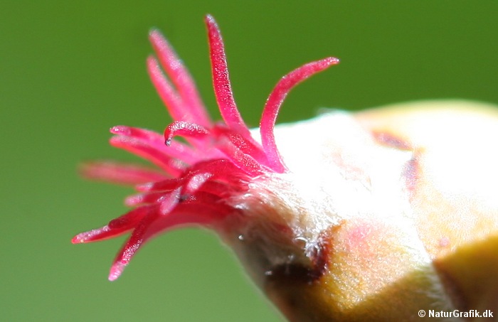 Hasselblomst